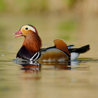 Mandarin Duck